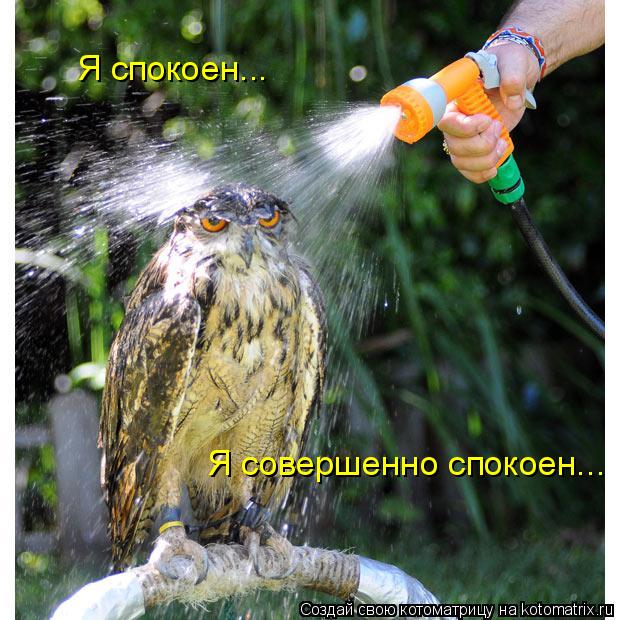 Я спокоен... Я совершенно спокоен...... Котоматрица: Я спокоен... Я совершенно спокоен...