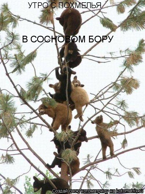 УТРО С ПОХМЕЛЬЯ В СОСНОВОМ БОРУ... Котоматрица: УТРО С ПОХМЕЛЬЯ В СОСНОВОМ БОРУ