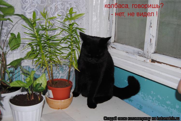 колбаса, говоришь? - нет, не видел !... Котоматрица: колбаса, говоришь? - нет, не видел !