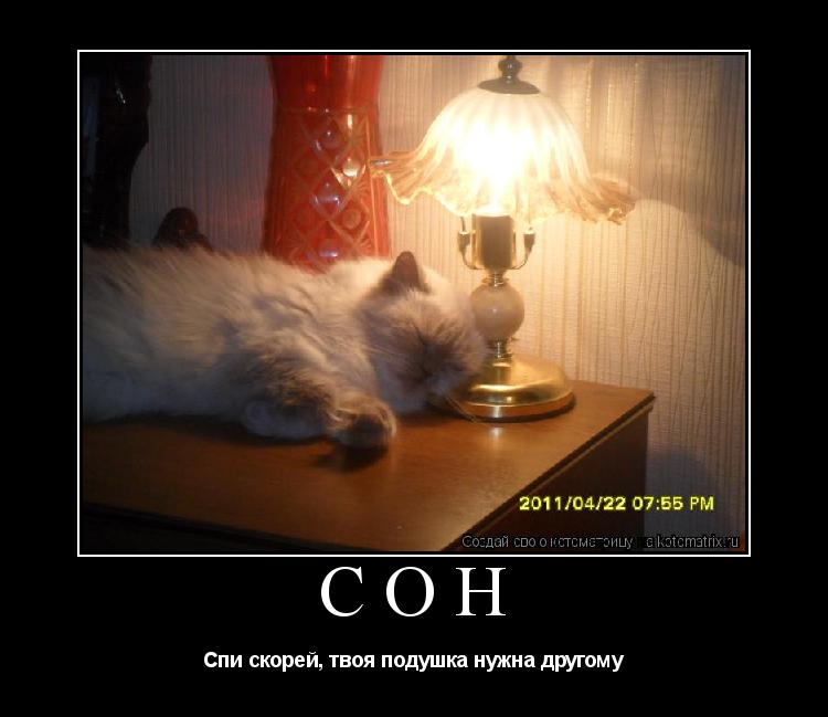 Котоматрица: СОН Спи скорей, твоя подушка нужна другому