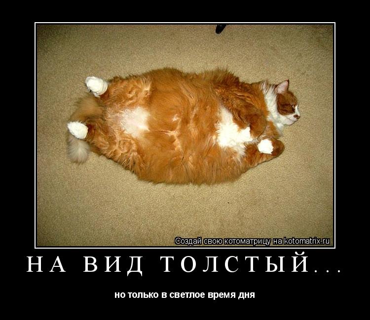 Котоматрица: На вид толстый... но только в светлое время дня