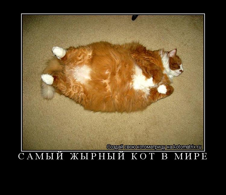 Котоматрица: Самый ЖЫРНЫЙ кот в мире 
