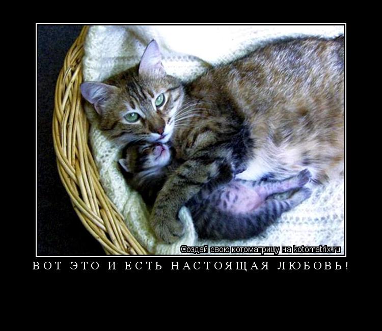 вот это и есть настоящая любовь! ... Котоматрица: вот это и есть настоящая любовь!