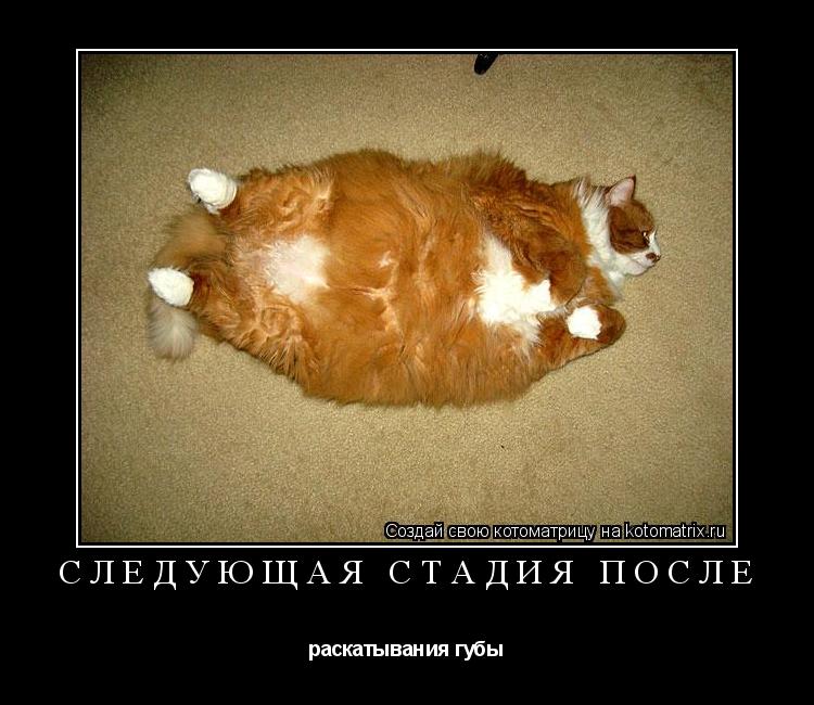 Котоматрица: Следующая стадия после раскатывания губы