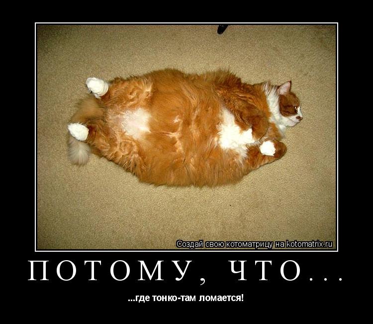 Потому, что... ...где тонко-там ломается!... Котоматрица: Потому, что... ...где тонко-там ломается!