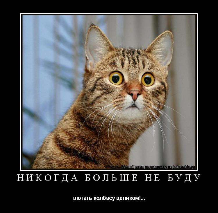 Котоматрица: Никогда больше не буду глотать колбасу целиком!...