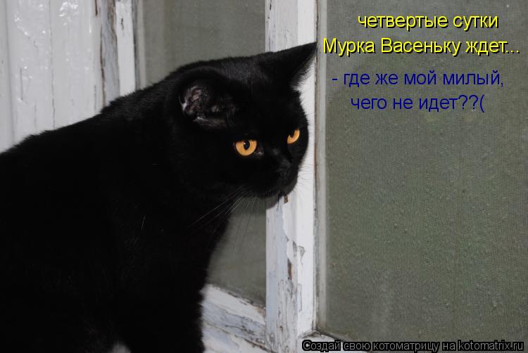 четвертые сутки Мурка Васеньку ждет... - где же мой милый, чего не идет??(... Котоматрица: четвертые сутки Мурка Васеньку ждет... - где же мой милый, чего не идет??(