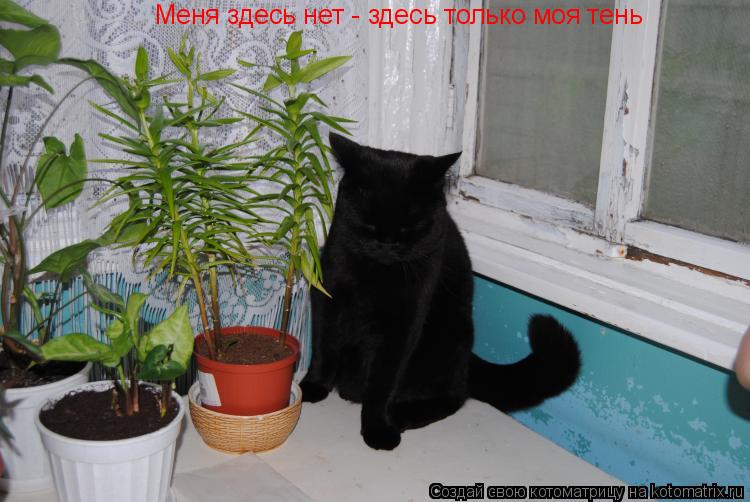 Меня здесь нет - здесь только моя тень... Котоматрица: Меня здесь нет - здесь только моя тень