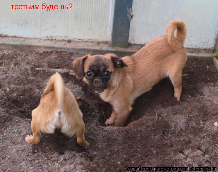 третьим будешь?... Котоматрица: третьим будешь?