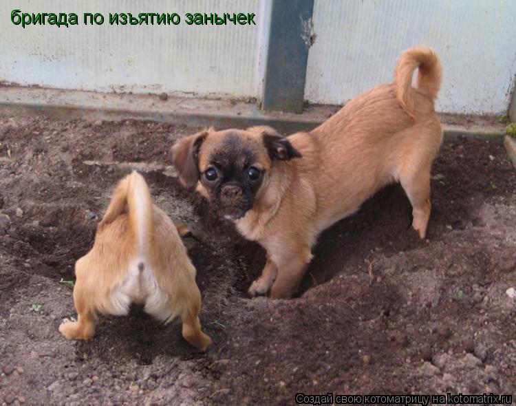 бригада по изъятию занычек... Котоматрица: бригада по изъятию занычек