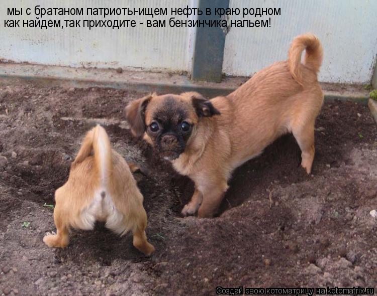 мы с братаном патриоты-ищем нефть в краю родном как найдем,так приходите - вам бензинчика нальем!... Котоматрица: мы с братаном патриоты-ищем нефть в краю родном как найдем,так приходите - вам бензинчика нальем!