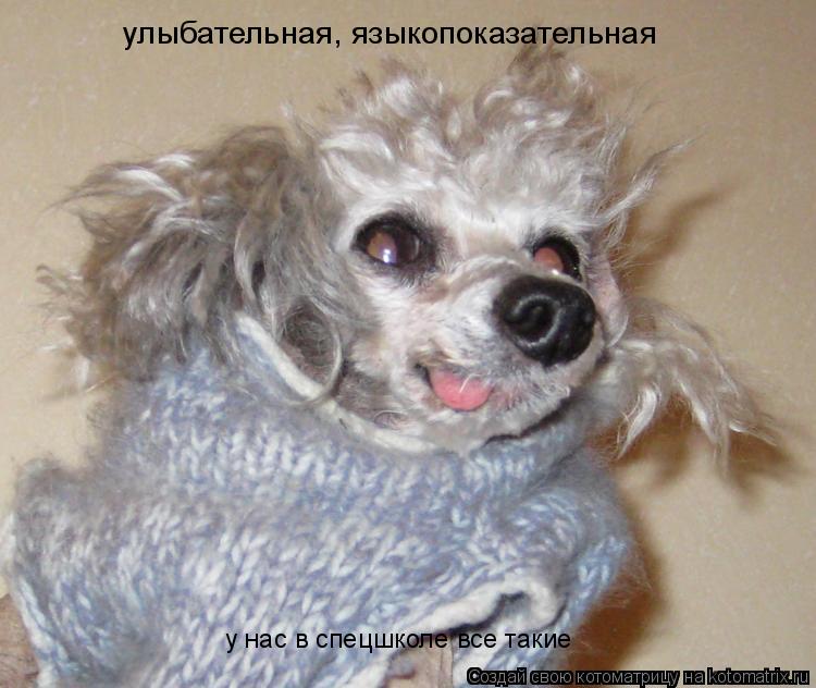 улыбательная, языкопоказательная у нас в спецшколе все такие... Котоматрица: улыбательная, языкопоказательная у нас в спецшколе все такие