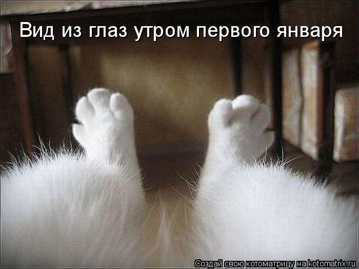 Вид из глаз утром первого января... Котоматрица: Вид из глаз утром первого января
