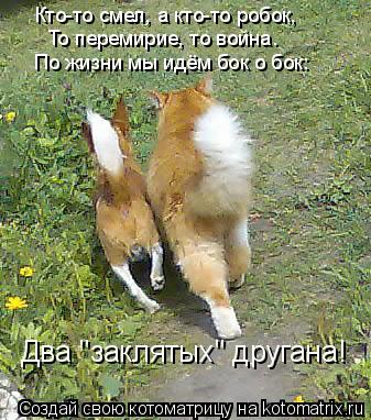 Котоматрица: Кто-то смел, а кто-то робок, То перемирие, то война. По жизни мы идём бок о бок: Два "заклятых" другана!