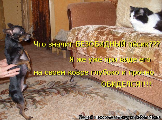 Я же уже при виде его Что значит-БЕЗОБИДНЫЙ пёсик??? ОБИДЕЛСЯ!!!! на своем ковре глубоко и прочно... Котоматрица: Я же уже при виде его Что значит-БЕЗОБИДНЫЙ пёсик??? ОБИДЕЛСЯ!!!! на своем ковре глубоко и прочно
