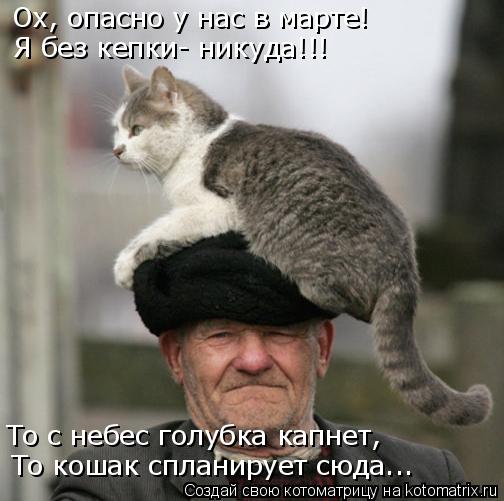Ох, опасно у нас в марте! Я без кепки- никуда!!! То с небес голубка капнет, То кошак спланирует сюда.... Котоматрица: Ох, опасно у нас в марте! Я без кепки- никуда!!! То с небес голубка капнет, То кошак спланирует сюда...