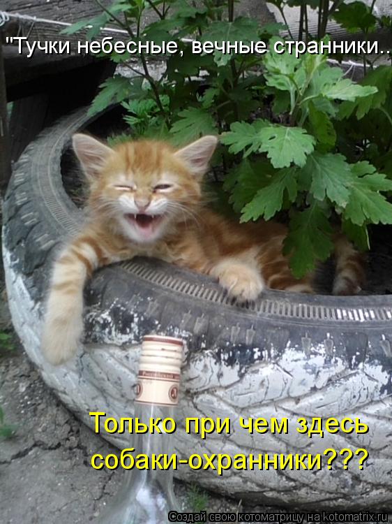 "Тучки небесные, вечные странники..." Только при чем здесь собаки-охранники???... Котоматрица: "Тучки небесные, вечные странники..." Только при чем здесь собаки-охранники???