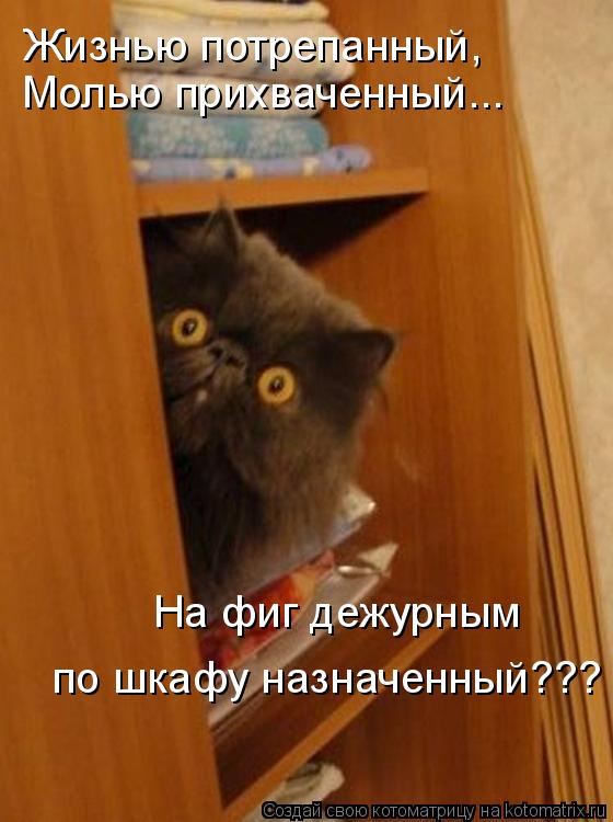 Жизнью потрепанный, Молью прихваченный... На фиг дежурным по шкафу назначенный???... Котоматрица: Жизнью потрепанный, Молью прихваченный... На фиг дежурным по шкафу назначенный???