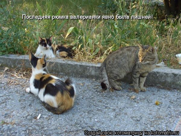 Последняя рюмка валерианки явно была лишней!... Котоматрица: Последняя рюмка валерианки явно была лишней!