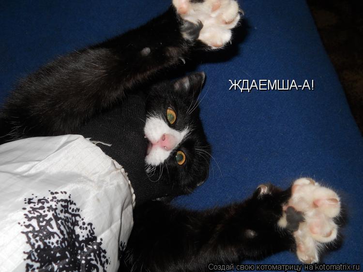Котоматрица: ЖДАЕМША-А!