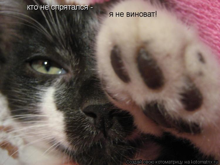 Котоматрица: кто не спрятался -  я не виноват!