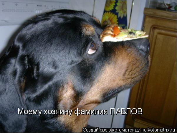 Котоматрица: Моему хозяину фамилия ПАВЛОВ