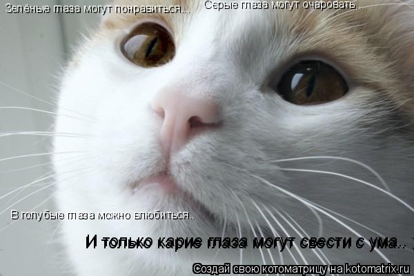 Котоматрица: Зелёные глаза могут понравиться...  Серые глаза могут очаровать..  В голубые глаза можно влюбиться.. И только карие глаза могут свести с ума.. 