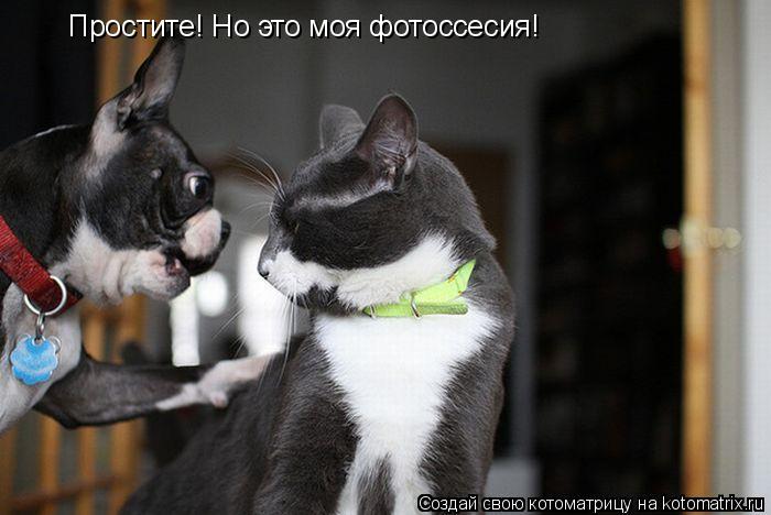 Котоматрица: Простите! Но это моя фотоссесия!