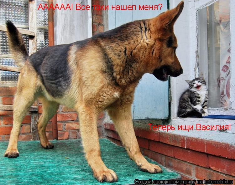 Котоматрица: АААААА! Все таки нашел меня?  Теперь ищи Василия!