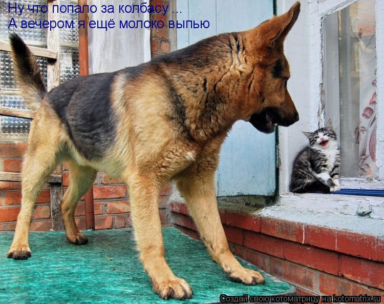 Ну что попало за колбасу ... А вечером я ещё молоко выпью... Котоматрица: Ну что попало за колбасу ... А вечером я ещё молоко выпью