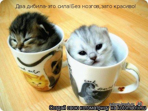 Два дибила-это сила!Без мозгов,зато красиво!... Котоматрица: Два дибила-это сила!Без мозгов,зато красиво!