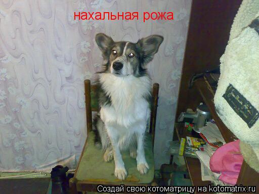 нахальная рожа... Котоматрица: нахальная рожа