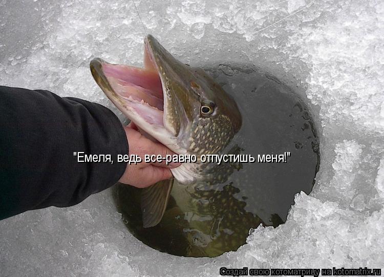 "Емеля, ведь все-равно отпустишь меня!"... Котоматрица: "Емеля, ведь все-равно отпустишь меня!"