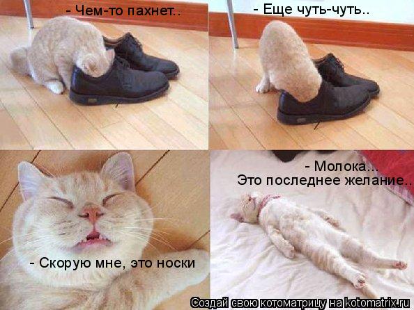 - Чем-то пахнет.. - Еще чуть-чуть.. - Скорую мне, это носки - Молока... Это последнее желание..... Котоматрица: - Чем-то пахнет.. - Еще чуть-чуть.. - Скорую мне, это носки - Молока... Это последнее желание..