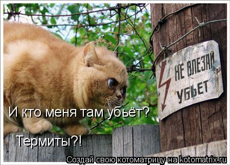 И кто меня там убьёт? Термиты?!... Котоматрица: И кто меня там убьёт? Термиты?!