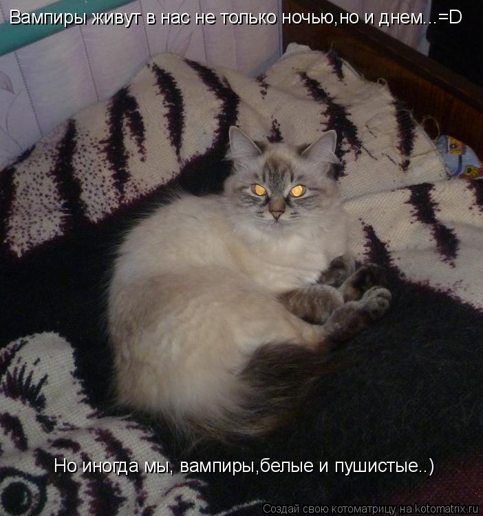 Котоматрица: Вампиры живут в нас не только ночью,но и днем...=D Но иногда мы, вампиры,белые и пушистые..)