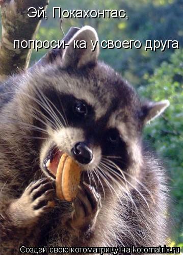 Котоматрица: Эй, Покахонтас,   попроси- ка у своего друга