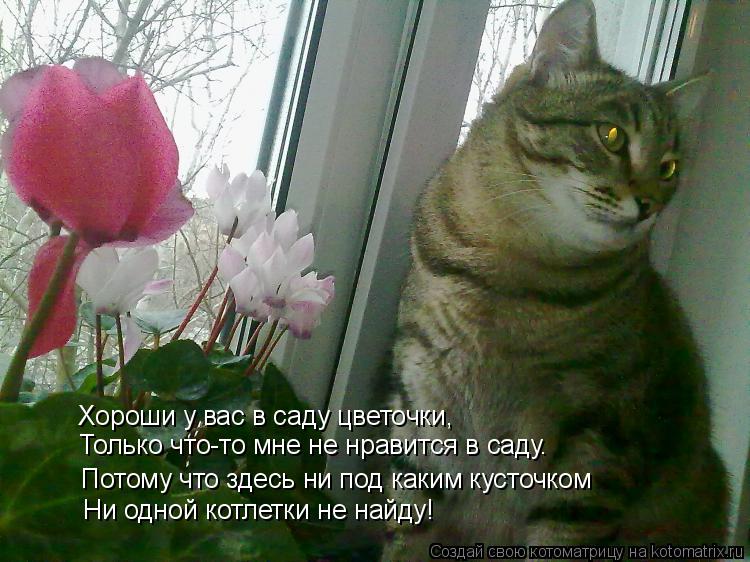 Хороши у вас в саду цветочки, Только что-то мне не нравится в саду. Потому что здесь ни под каким кус... Котоматрица: Хороши у вас в саду цветочки, Только что-то мне не нравится в саду. Потому что здесь ни под каким кусточком Ни одной котлетки не найду!