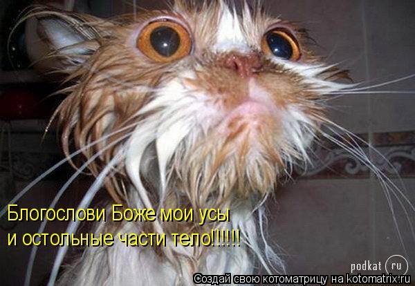 Котоматрица: Блогослови Боже мои усы  и остольные части тело!!!!!!