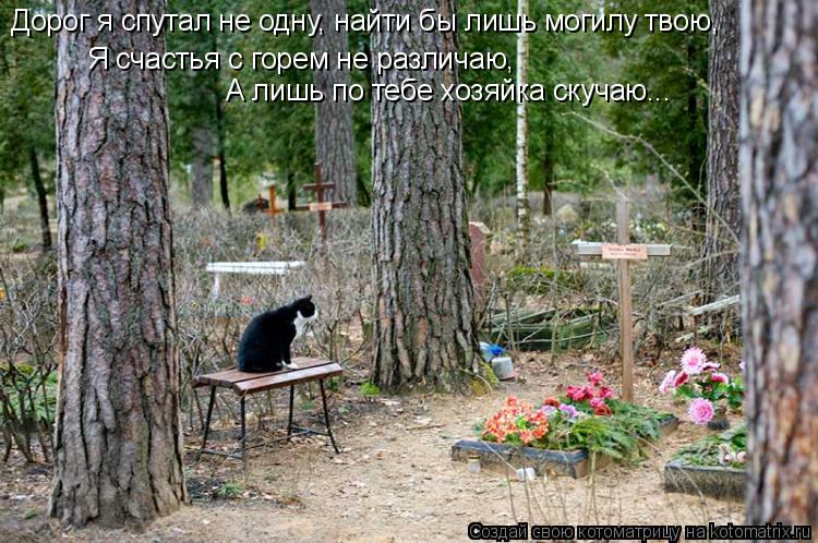 Котоматрица: Дорог я спутал не одну, найти бы лишь могилу твою, Я счастья с горем не различаю, А лишь по тебе хозяйка скучаю...