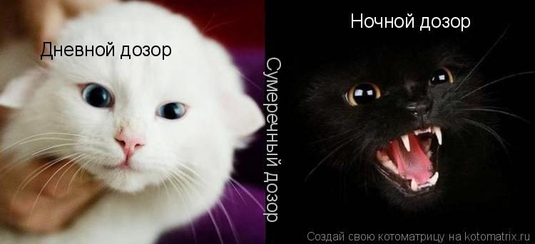 Котоматрица: Дневной дозор Ночной дозор Сумеречный дозор
