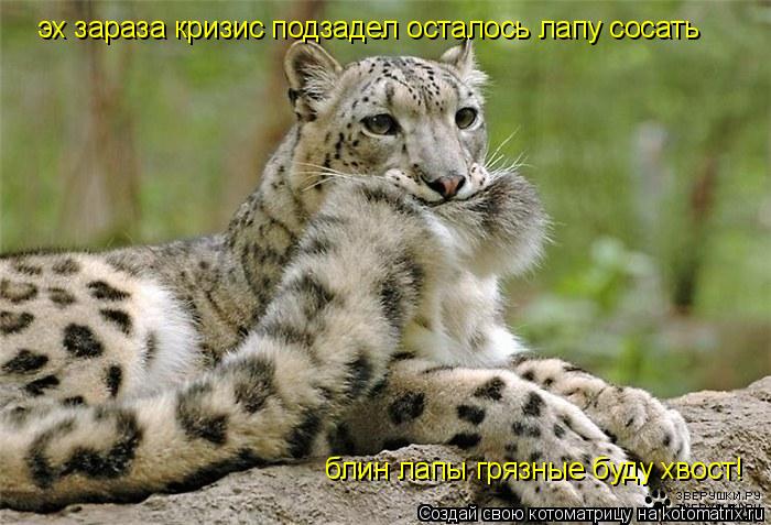 Котоматрица: эх зараза кризис подзадел осталось лапу сосать  блин лапы грязные буду хвост!