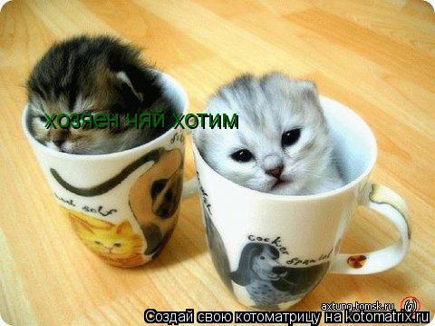 Котоматрица: хозяен чяй хотим