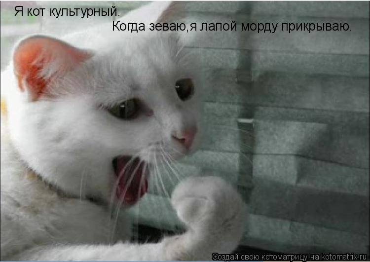 Я кот культурный. Когда зеваю,я лапой морду прикрываю.... Котоматрица: Я кот культурный. Когда зеваю,я лапой морду прикрываю.