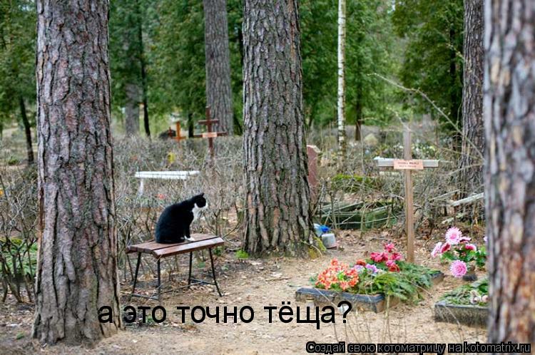 а это точно тёща?... Котоматрица: а это точно тёща?