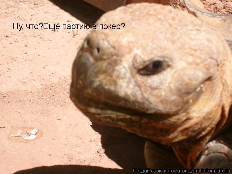 -Ну, что?Ещё партию в покер?... Котоматрица: -Ну, что?Ещё партию в покер?