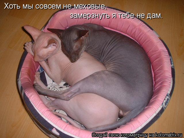 Хоть мы совсем не меховые, замерзнуть я тебе не дам.... Котоматрица: Хоть мы совсем не меховые, замерзнуть я тебе не дам.