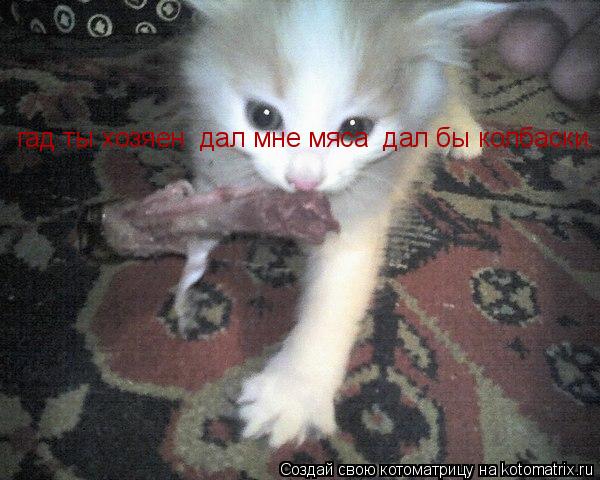 гад ты хозяен дал мне мяса дал бы колбаски.... Котоматрица: гад ты хозяен дал мне мяса дал бы колбаски.