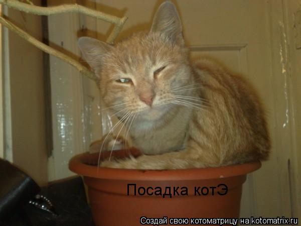 Посадка котЭ... Котоматрица: Посадка котЭ