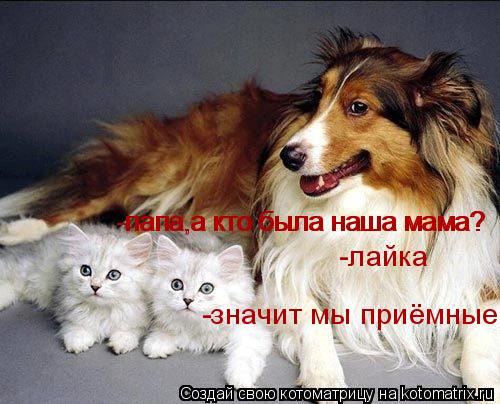 Котоматрица: -папа,а кто была наша мама? -папа,а кто была наша мама? -лайка -значит мы приёмные